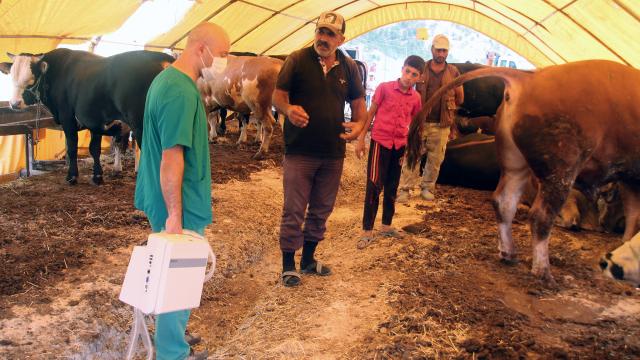 Çankaya Belediyesinden kurbanlıklara gebelik kontrolü