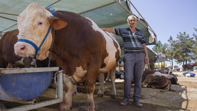 Kurbanlık Polat, 32 bin liraya alıcı buldu