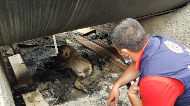 Erzincanda zifte batan yaralı köpeği itfaiye ekipleri kurtardı