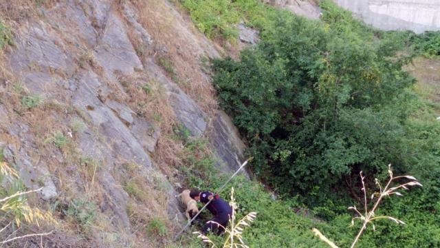 Kocaelide itfaiye ekipleri dikenlerin arasında mahsur kalan köpeği kurtardı