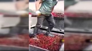 Vişnelerin ayakkabıyla çiğnendiği işletmeye 21 bin lira ceza