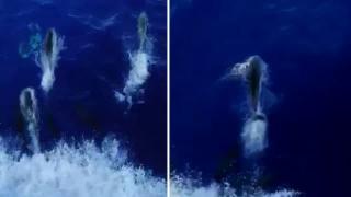 Yunuslar balıkçı teknesiyle yarıştı