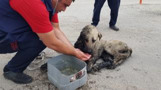 Zifte batan köpeği itfaiye ekipleri kurtardı