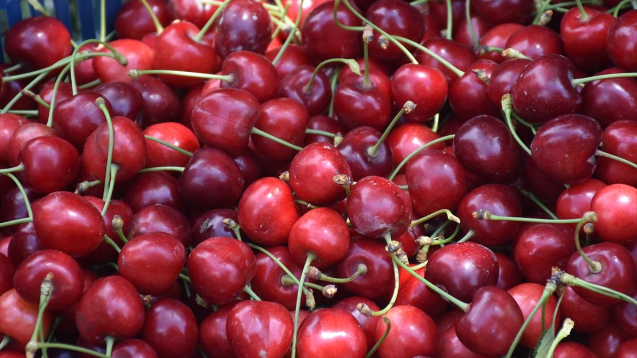 "Türkiye`nin en kaliteli kirazını ürettiğimizi düşünüyoruz"