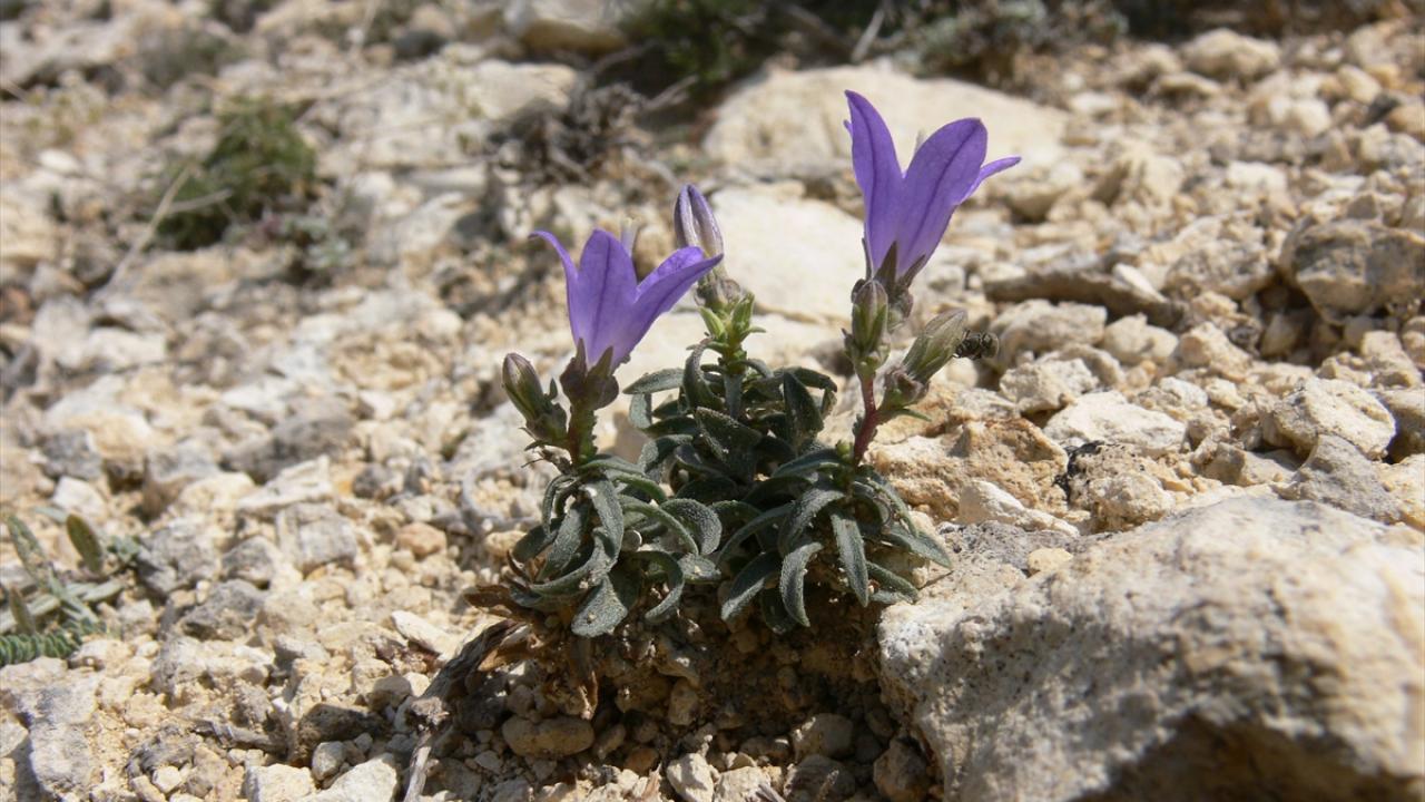 Ayaş Çançiçeği Kazan`a kadar hat gösteriyor