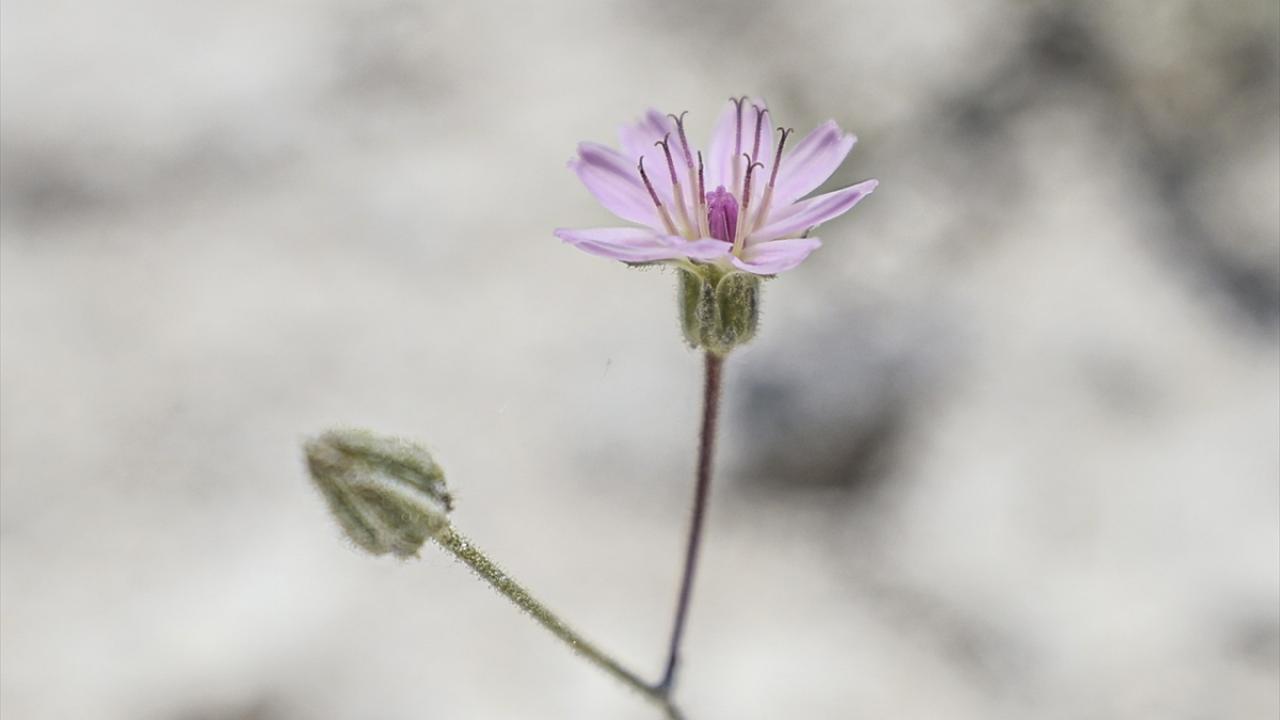 "Biz sadece bu canlıların yaşamasını istiyoruz"