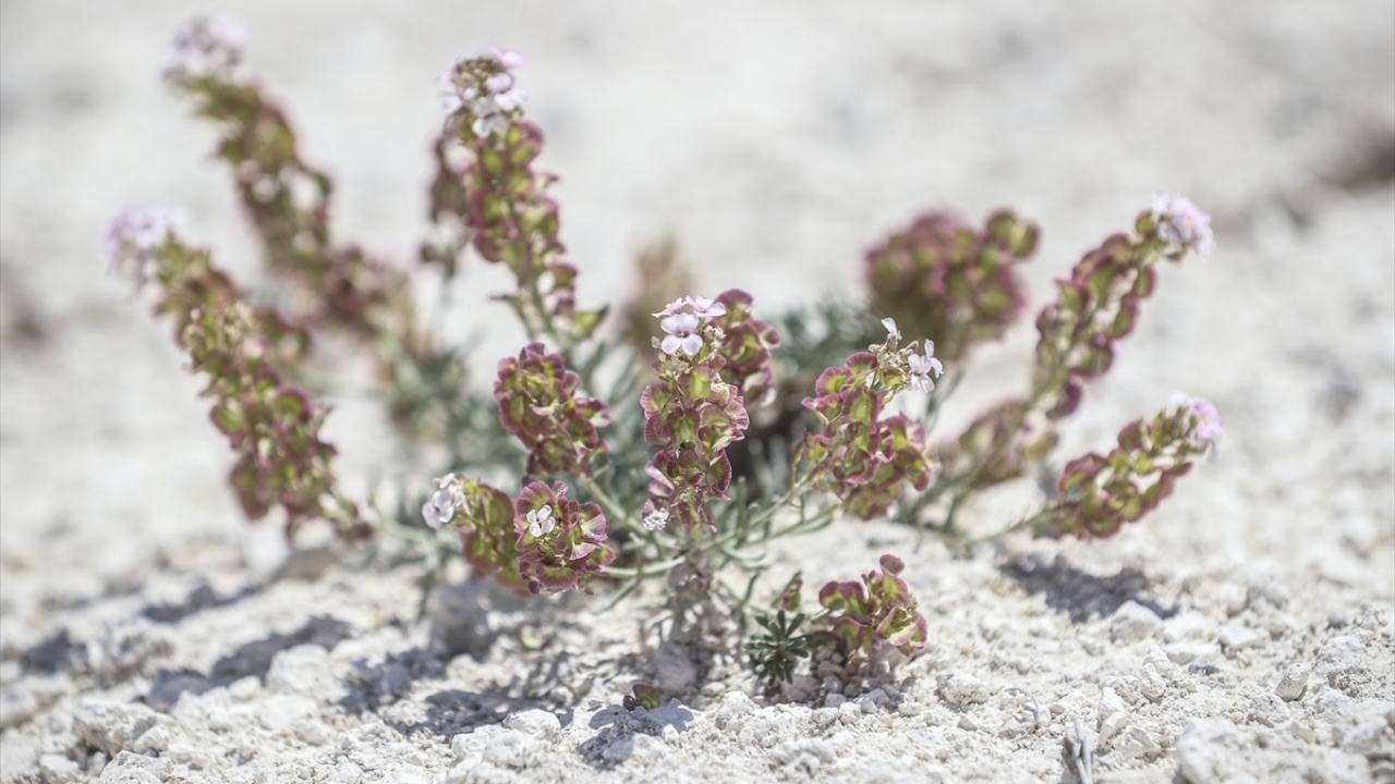 "Endemik bitkileri rastgele alandan toplamak doğru değil"