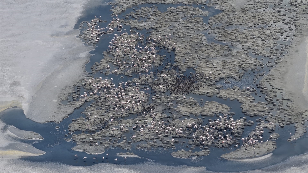 Flamingo cenneti Tuz Gölü