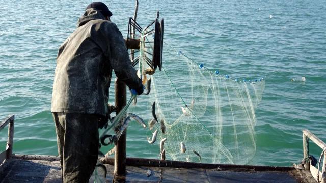 İnci kefalinde av yasağı sona erdi