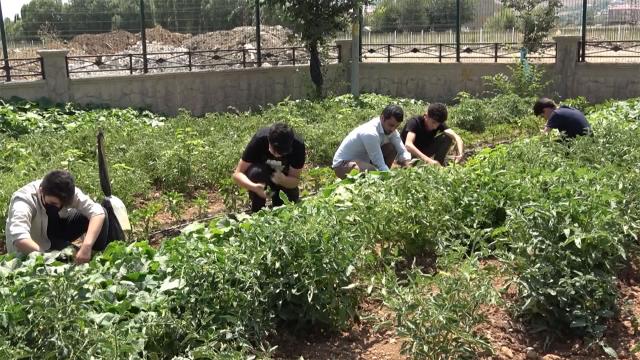 Okul bahçesinde bostan kurup, ihtiyaç sahiplerine ulaştırıyorlar