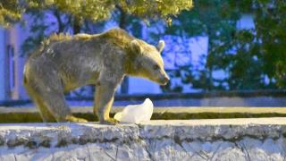 Bozayıyı görüntülemeye çalışınca yaralandı