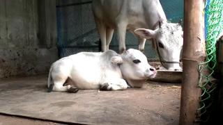 Dünyanın en küçük ineği olabilir: Yalnızca 51 santim boyunda