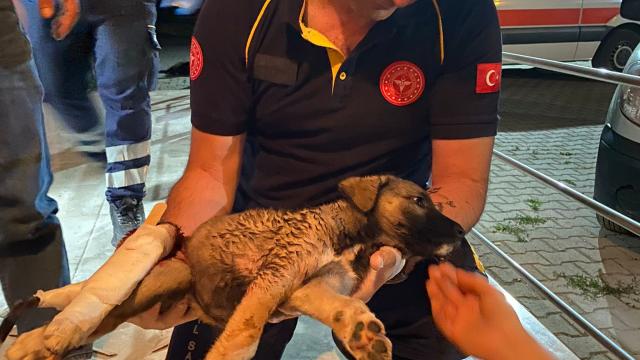 Afyonkarahisarda 112 ekibi, yaralı köpeğin yardımına koştu