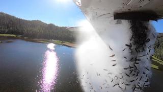 ABD'de göllere havadan binlerce balık bırakıldı