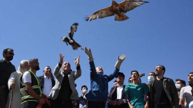 Şırnakta yaralı bulunan ve tedavisi tamamlanan 3 kızıl şahin doğaya bırakıldı