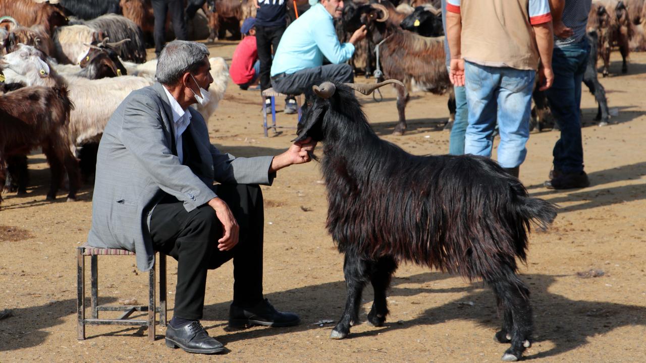 Diyarbakır ve Siirt`te pazarlarda Kurban Bayramı öncesinde başlayan hareketlilik ve satışlar besicileri sevindiriyor. Kışın ahırda beslenen, yaz aylarında ise yüksek rakımlı yaylalarda otlatılan ve özenle bakılan hayvanlar, günün ilk ışıklarıyla pazarlara