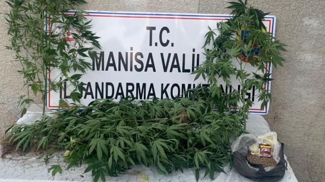 Manisada kenevir yetiştiren kişi gözaltına alındı