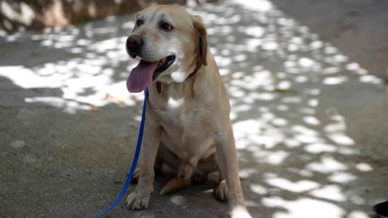 Evlatlarının, Atmaca ile 2 yıl görev yaptığına değinen baba Akdal, şöyle konuştu:
