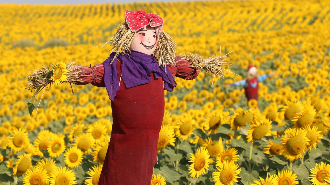 Ayçiçeklerinin bölgenin sembolü olduğu kadar Trakya insanının da karakter ve ruhunu yansıttığını ifade eden Gürses şunları kaydetti: