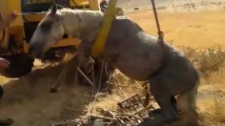 Su kuyusuna düşen at kurtarıldı