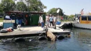 Denize düşen kurbanlık danayı polis kurtardı