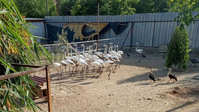 Antalyada kanatları kesilmiş 32 yavru flamingo bulundu