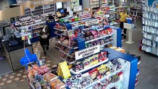 Kurbanlık dana markete daldı