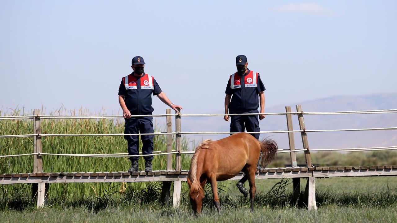 Tedavi ve rehabilite ediliyor