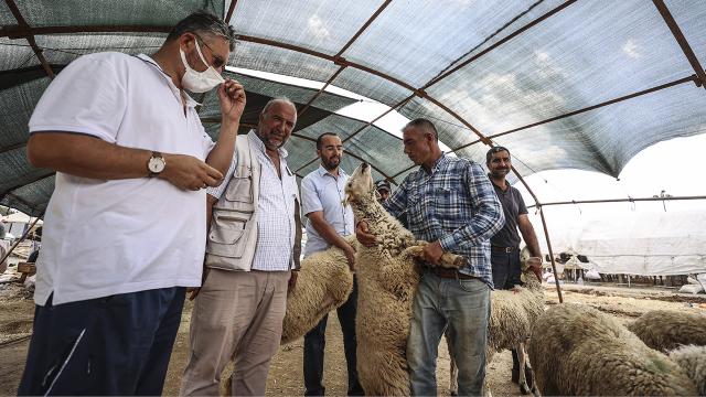 Hayvan pazarlarında kurban satışı sürüyor
