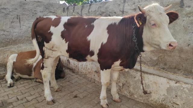 Bayram sabahı kaçan kurbanlık 18 kilometre uzaklıkta bulundu