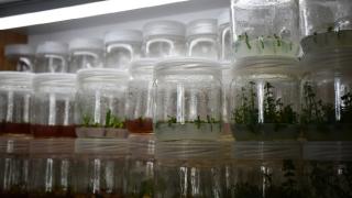 Soya bitkisi çiftçinin yeni kazanç kapısı olacak