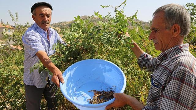 Sumak üretimi 8 yılda 5e katlandı