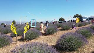 Isparta'nın "lavanta kokulu" köyünde uçurtma şenliği