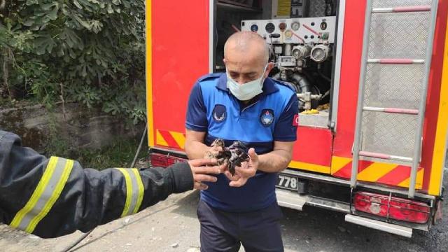 Zonguldakta çiftlik yangını: 12 bin hindi yavrusu telef oldu