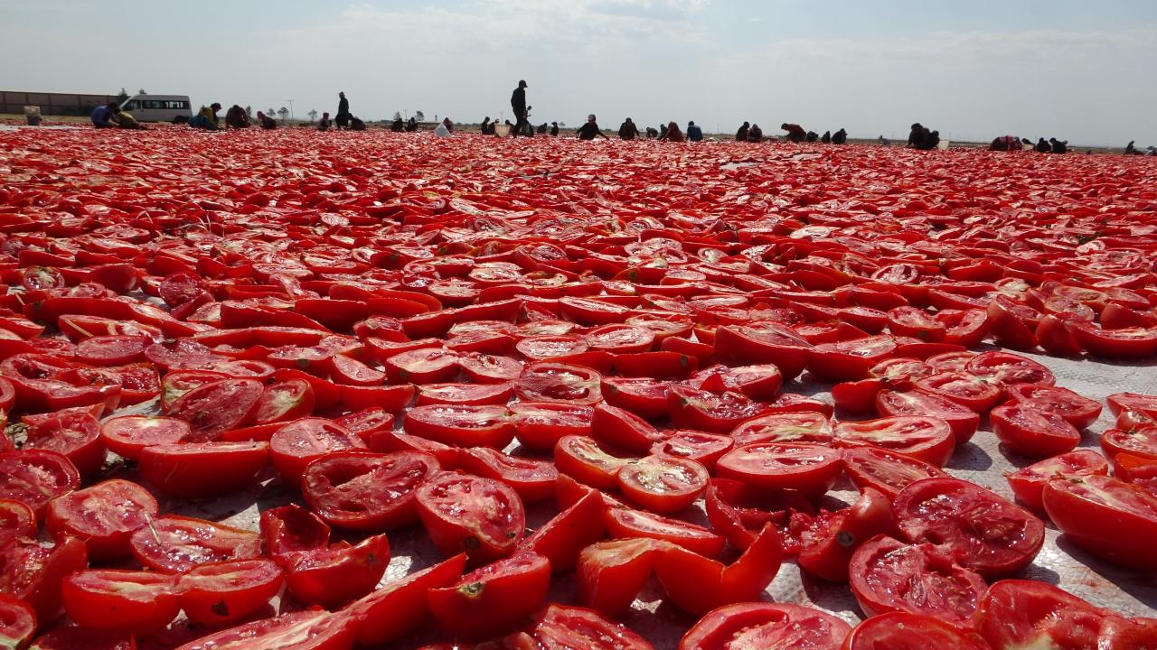 Günlük 3 bin kişiye istihdam