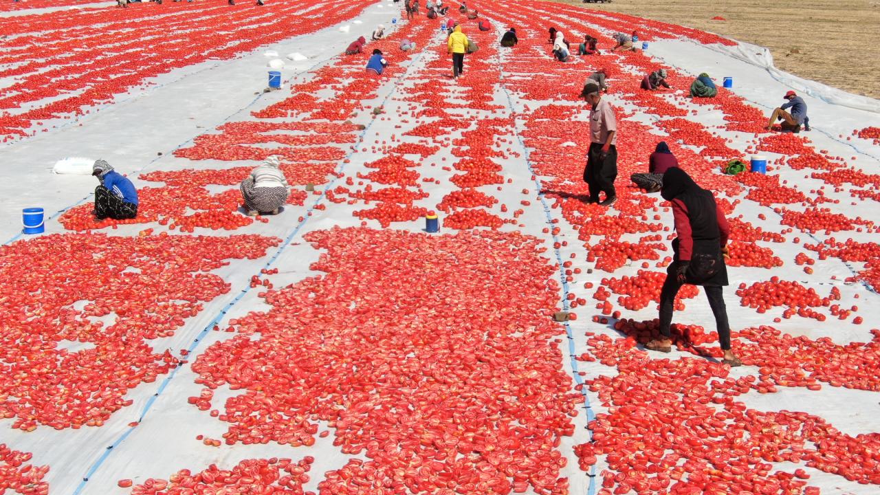 Domatesler çöpe gidiyordu, şimdi ise dünyaya yayılıyor