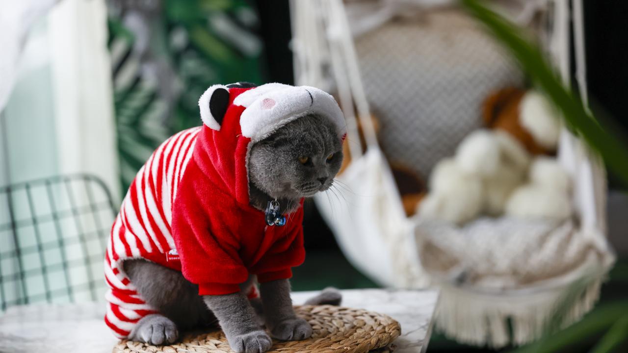 İnsanlardaki ACE2 genetik dizilimi kedilerinkine benziyor