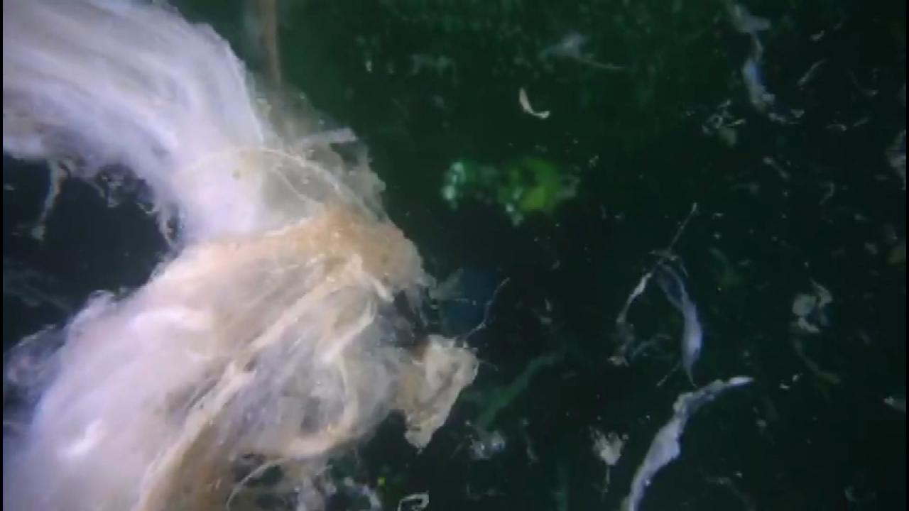 Deniz altındaki müsilaj Marmara ve Kuzey Ege'yi tehdit etmeye devam diyor