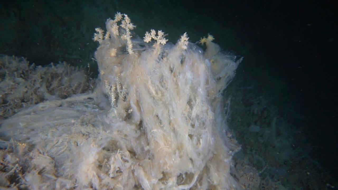 Kuzey ege`de deniz çayırlı öldü