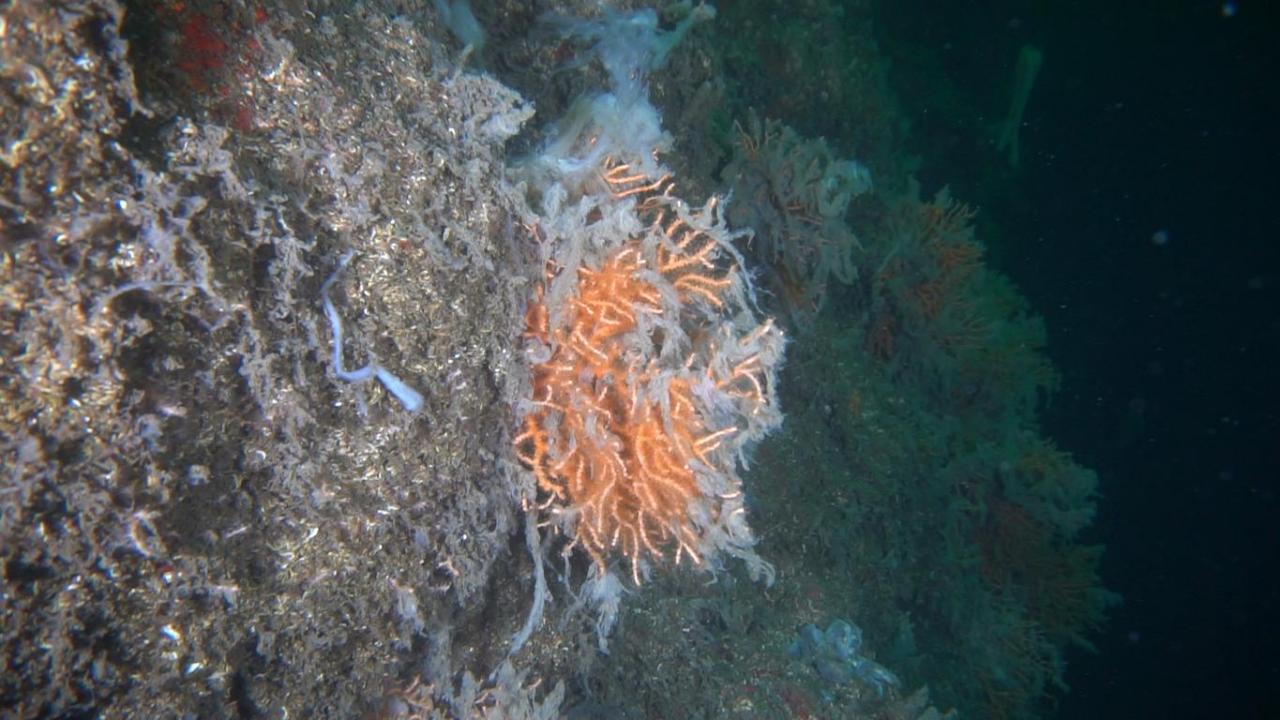 Deniz altındaki müsilaj Marmara ve Kuzey Ege'yi tehdit etmeye devam diyor