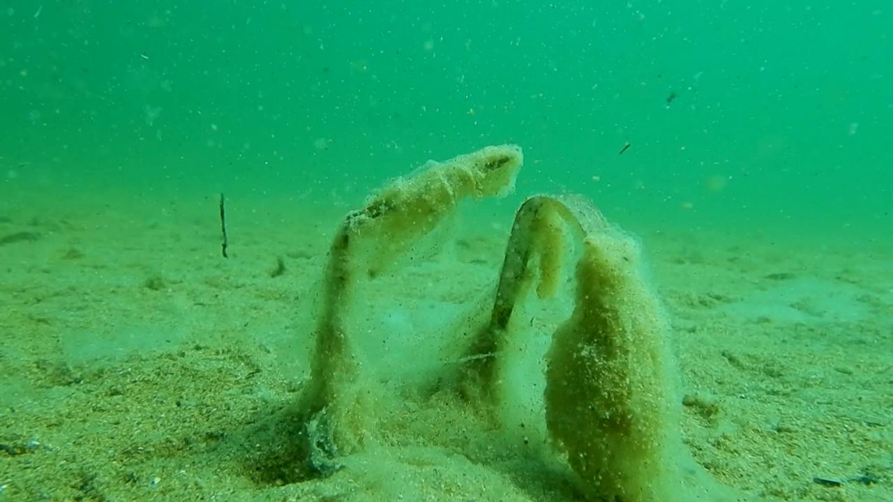 "Deniz patlıcanı avlamamız gerekiyor"