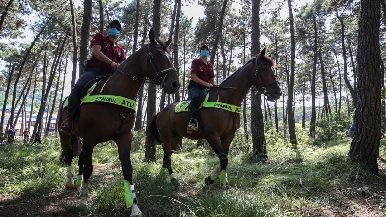 Maltepe Başıbüyük Ormanı-İstanbul