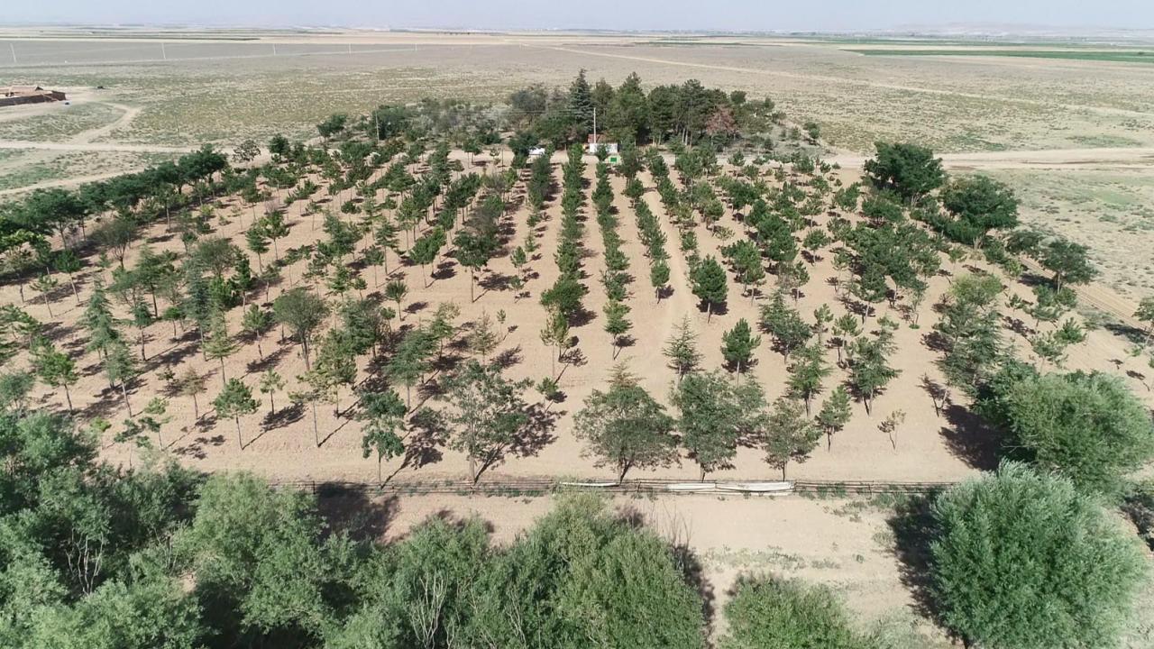 Boş araziyi ormana çevirdiler