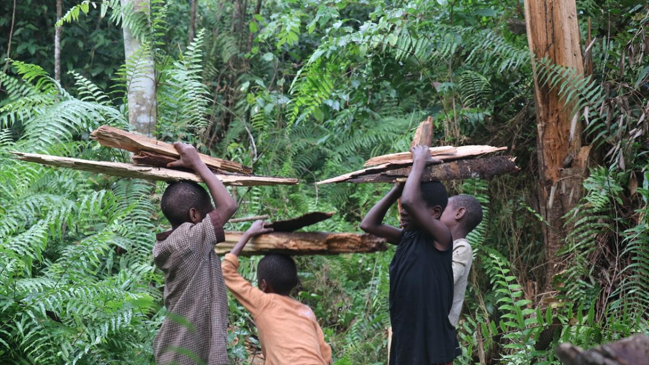 Ormanı aynı zamanda eczane olarak kullanıyorlar