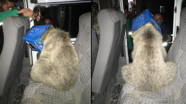Kafası kutuya sıkışan ayı yavrusunu itfaiye ekipleri kurtardı