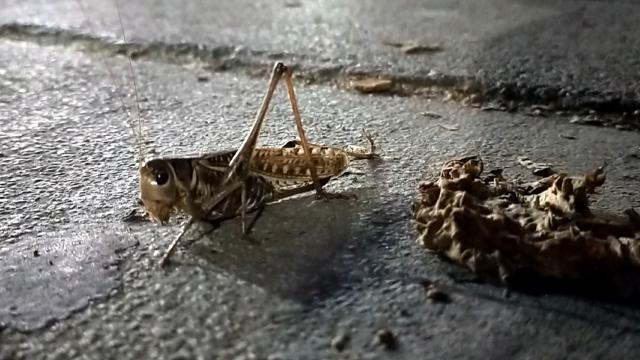 İstanbulun iki ilçesinde çekirge istilası