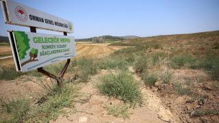 Gelibolu Yarımadası dikilen fidanlarla yeşeriyor