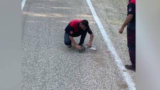 Yavru kaplumbağanın hayata tutunmasını sağladılar