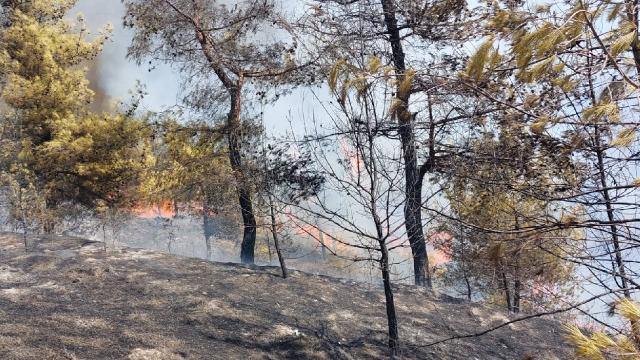 Hatayda orman yangını: Havadan ve karadan müdahale sürüyor