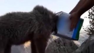 Kafası teneke kutuya sıkışan ayı kurtarıldı